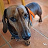 dog, dachshund, pet, indoor, floor, tile, orange_ribbon, canine, animal, close_up, brown, ears, collar, looking_up, domestic, fur, cute, small_dog, paw, nose