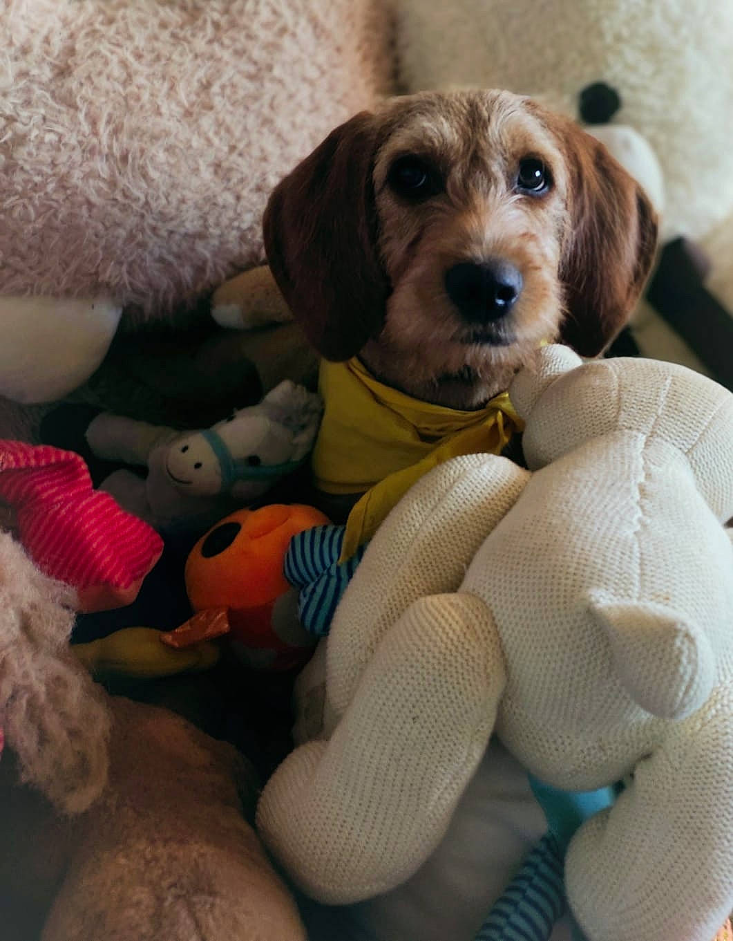 Talia a rejoint le concours — aidez-le/la à gagner de superbes lots ! baby_products, canidae, carnivore, comfort, companion_dog, dog, dog_breed, dog_supply, dog_toy, fawn, fur, linens, pet_supply, plush, recreation, snout, sporting_group, stuffed_toy, toy, working_animal