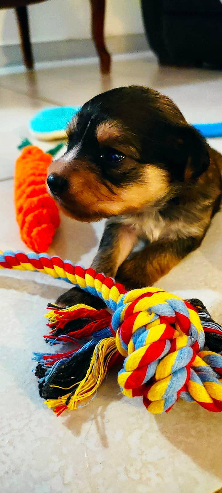 Talia participe au concours pour gagner de l'argent avec cette photo : blue, carnivore, companion_dog, dog, dog_breed, dog_supply, electric_blue, event, fashion_accessory, fawn, fur, snout, sporting_group, sports_equipment, textile, toy, toy_dog, whiskers, wool, working_animal