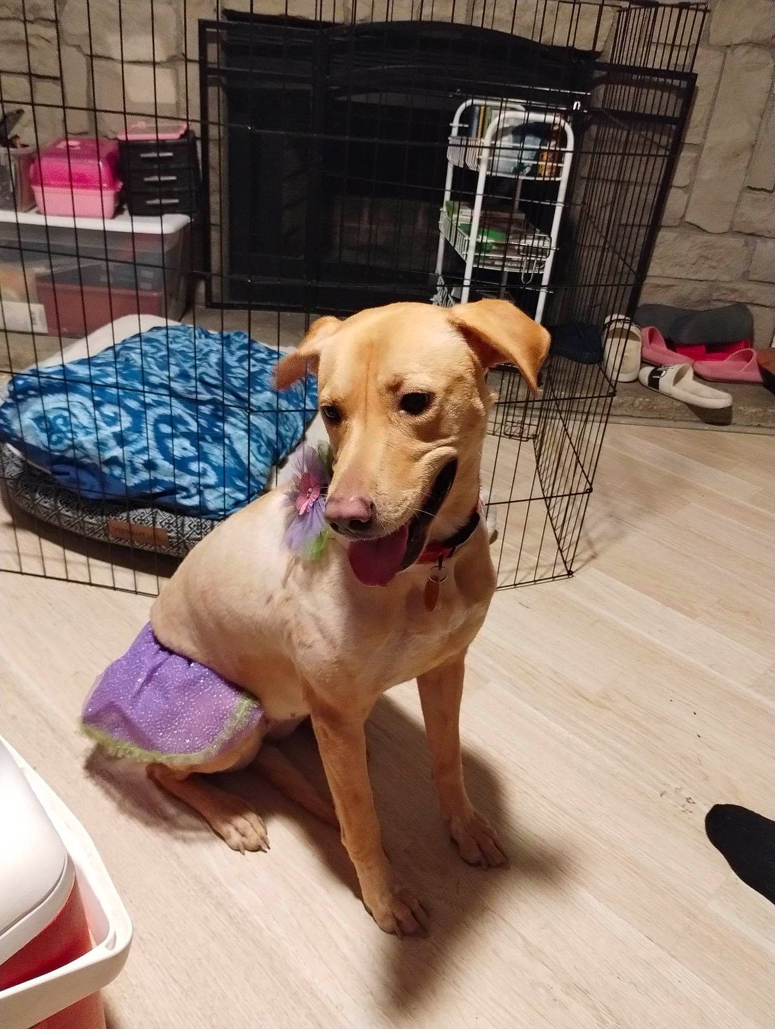 Savannah joined the competition — help win amazing prizes! carnivore, chair, collar, companion_dog, dog, dog_breed, dog_clothes, dog_collar, dog_supply, fawn, floor, flooring, hardwood, leash, outdoor_furniture, pet_supply, sporting_group, tail, wood, working_animal