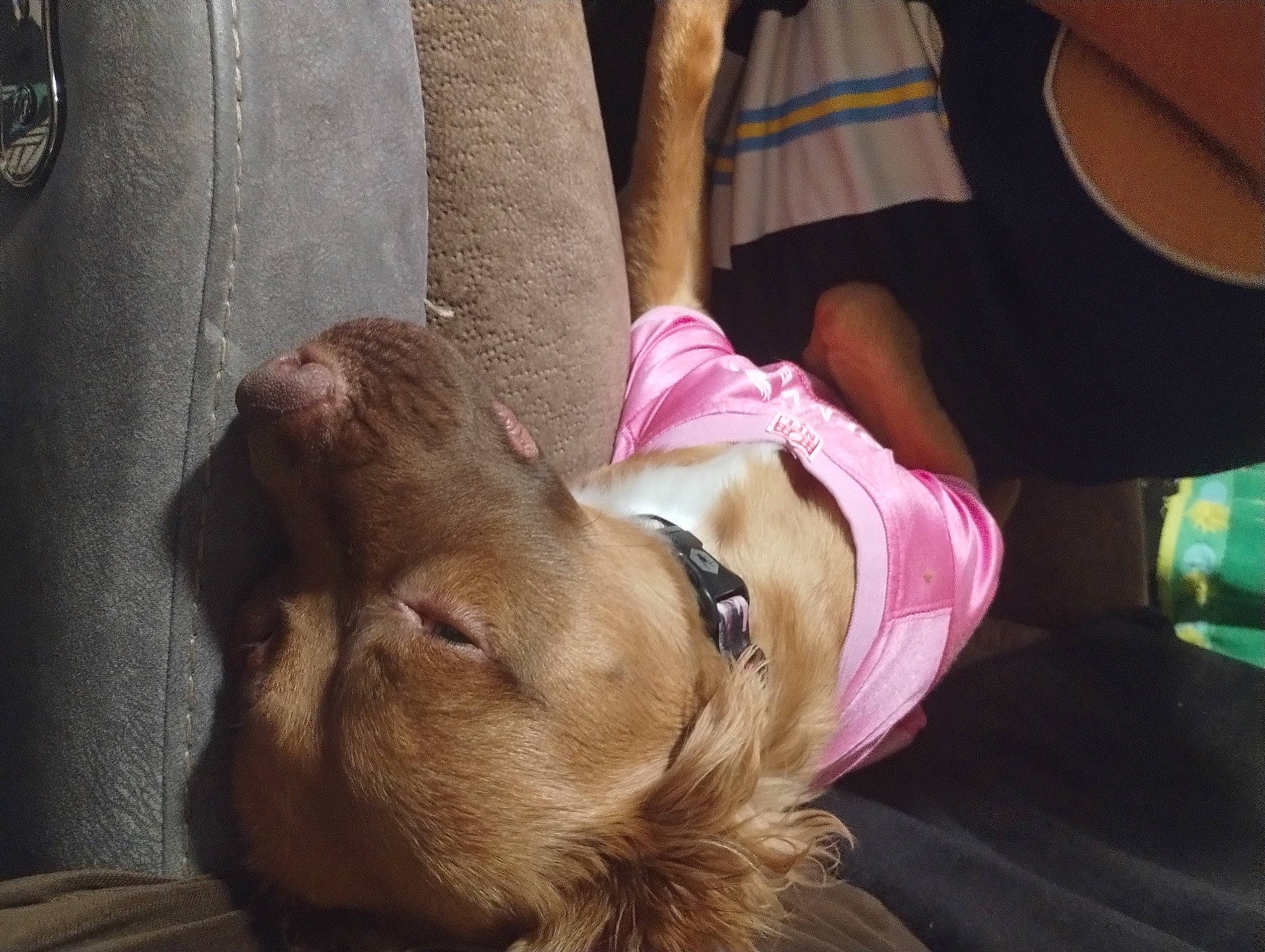 Mia is registered to the contest to win money with this photo: canidae, carnivore, comfort, companion_dog, dog, dog_breed, dog_collar, fawn, fun, fur, hat, human_leg, liver, retriever, sitting, snout, sporting_group, thigh, working_animal, wrinkle