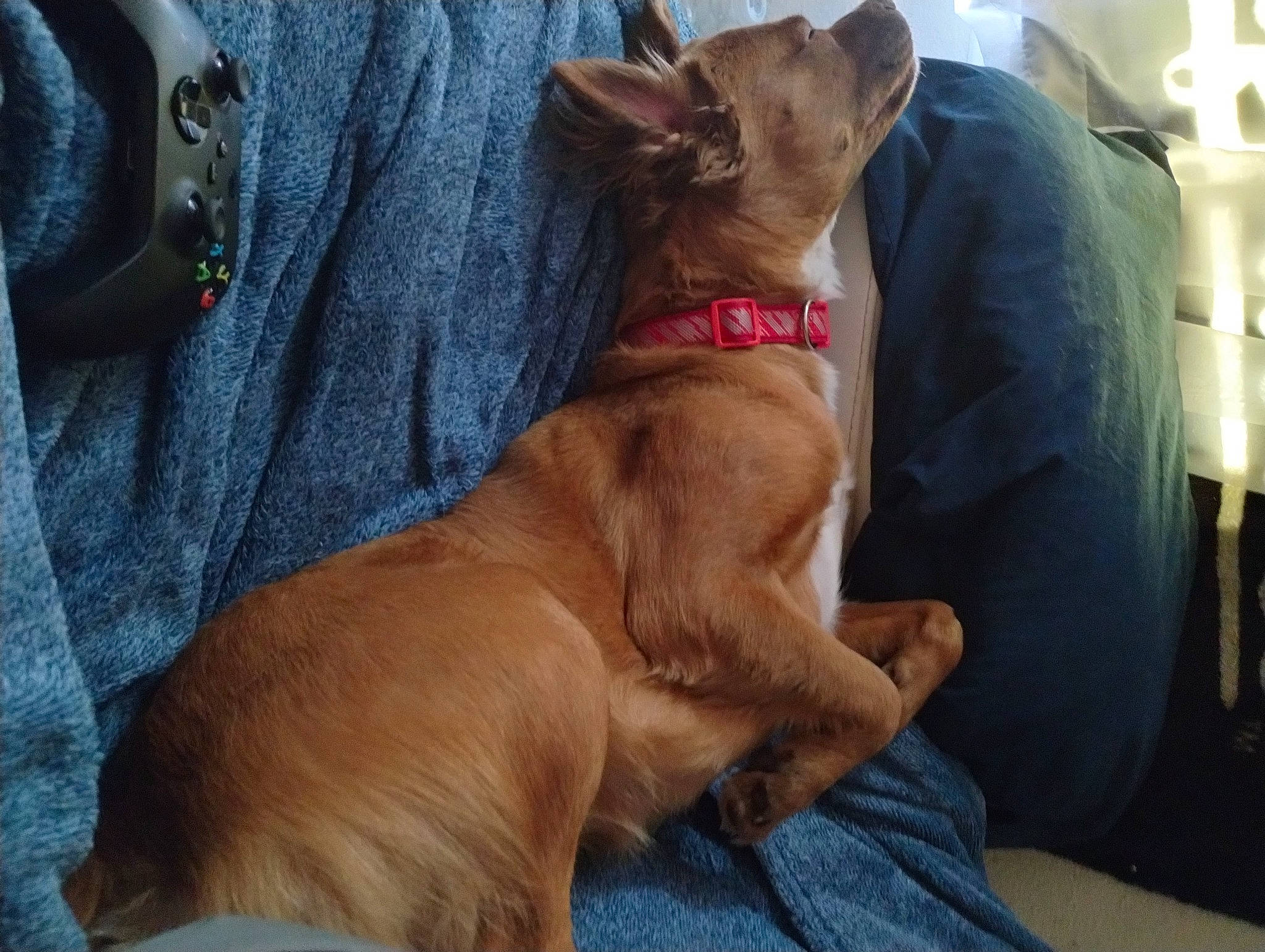 Mia is registered to the contest to win money with this photo: bag, canidae, carnivore, collar, comfort, companion_dog, dog, dog_breed, dog_collar, dog_supply, ear, fawn, fur, liver, non_sporting_group, snout, sporting_group, toy_dog, whiskers, working_animal