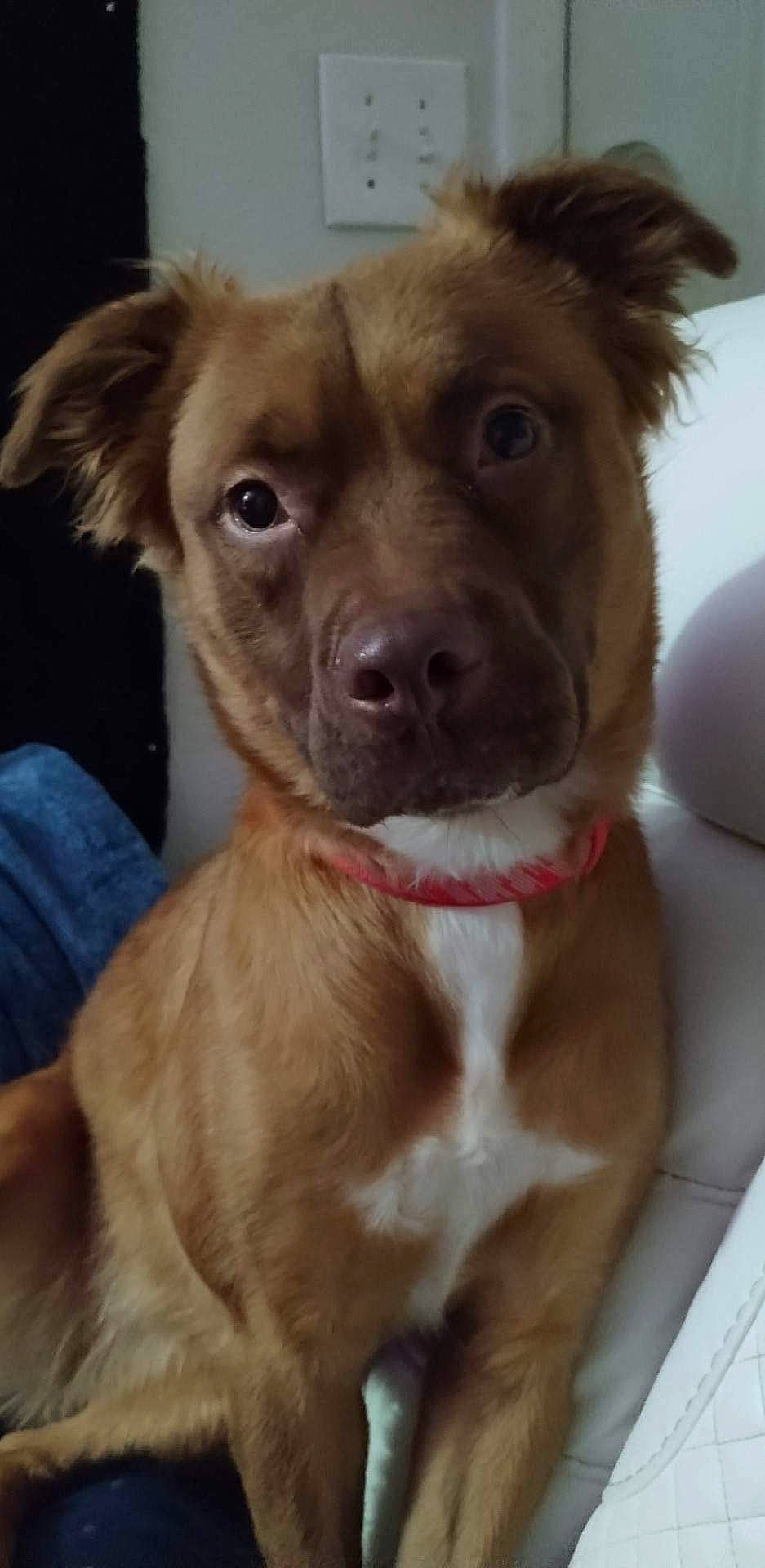 Mia joined the competition — help win amazing prizes! canidae, carnivore, collar, companion_dog, dog, dog_breed, dog_collar, ear, fawn, fur, happy, jaw, liver, pet_supply, selfie, smile, snout, sporting_group, whiskers, working_animal