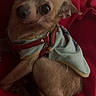 Raider Leon joined the competition — help win amazing prizes! dog, small_dog, pet, clothing, blanket, red_blanket, indoor, curious, cute, fur, animal, companion, sitting, looking, close_up, cozy, resting, ears, eyes, cute_outfit
