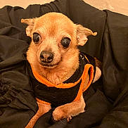 Raider Leon joined the competition — help win amazing prizes! dog, small_dog, chihuahua, pet, canine, animal, black_fabric, orange_clothing, cute, cozy, indoor, portrait, fur, eyes, ears, nose, sitting, looking_at_camera, closeup, expression