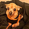 dog, small_dog, chihuahua, pet, canine, animal, black_fabric, orange_clothing, cute, cozy, indoor, portrait, fur, eyes, ears, nose, sitting, looking_at_camera, closeup, expression