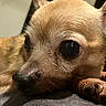 Raider Leon is registered to the contest to win money with this photo: dog, chihuahua, close_up, resting, tan_fur, paw, nails, large_eyes, indoor, soft_surface, pet, animal, cute, small_dog, fur_texture, relaxed, portrait, domestic_animal, whiskers, ears