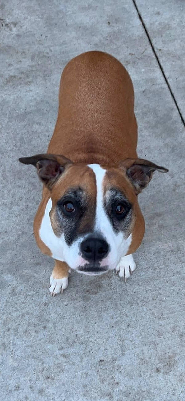 Sugar is registered to the contest to win money with this photo: canidae, carnivore, collar, companion_dog, dog, dog_breed, fawn, non_sporting_group, paw, snout, sporting_group, whiskers, working_dog