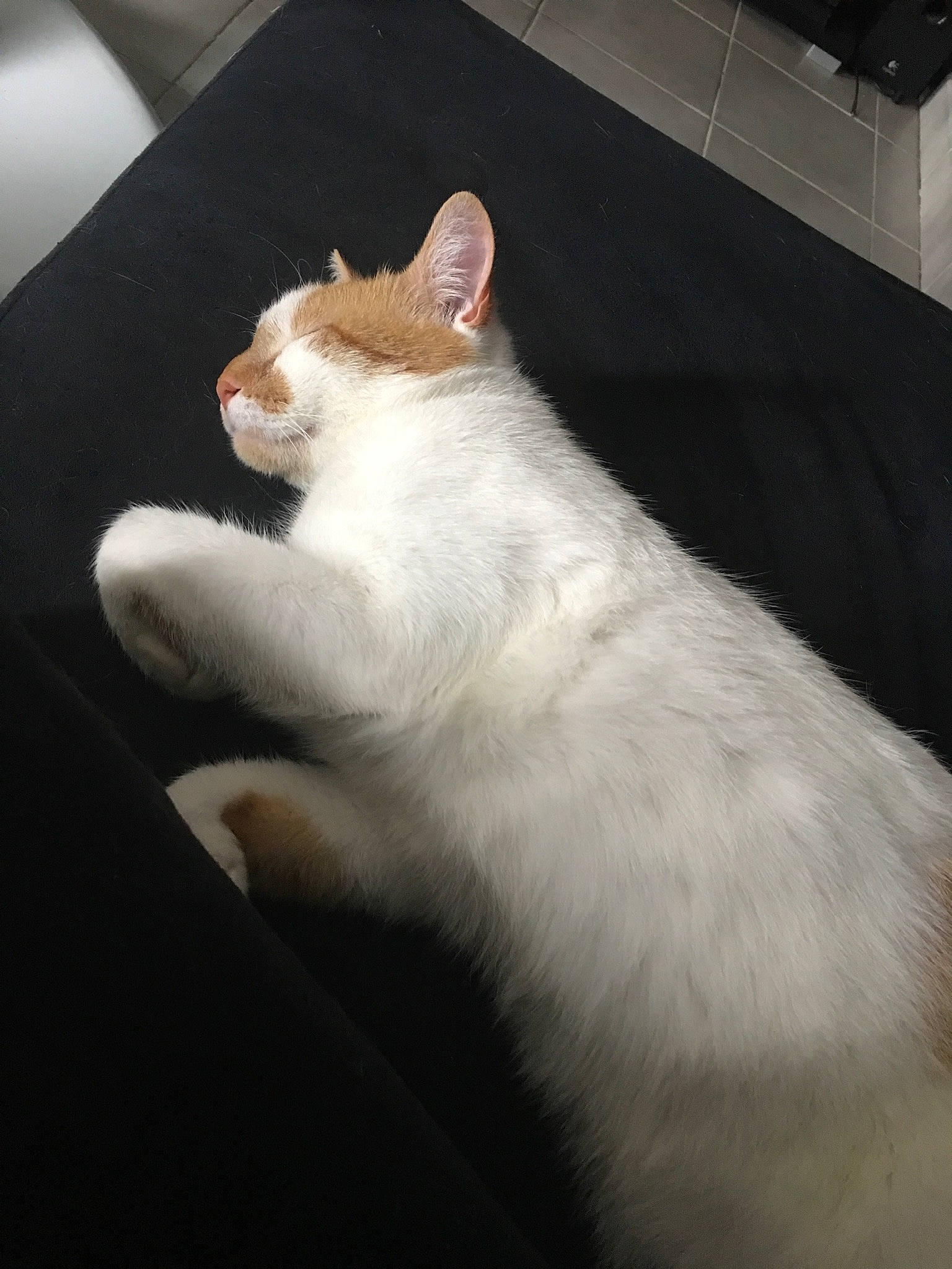 Banzai participe au concours pour gagner de l'argent avec cette photo : canidae, carnivore, cat, claw, darkness, domestic_short_haired_cat, eye, fawn, felidae, fur, metal, paw, room, small_to_medium_sized_cats, snout, tail, terrestrial_animal, whiskers, windshield, wood