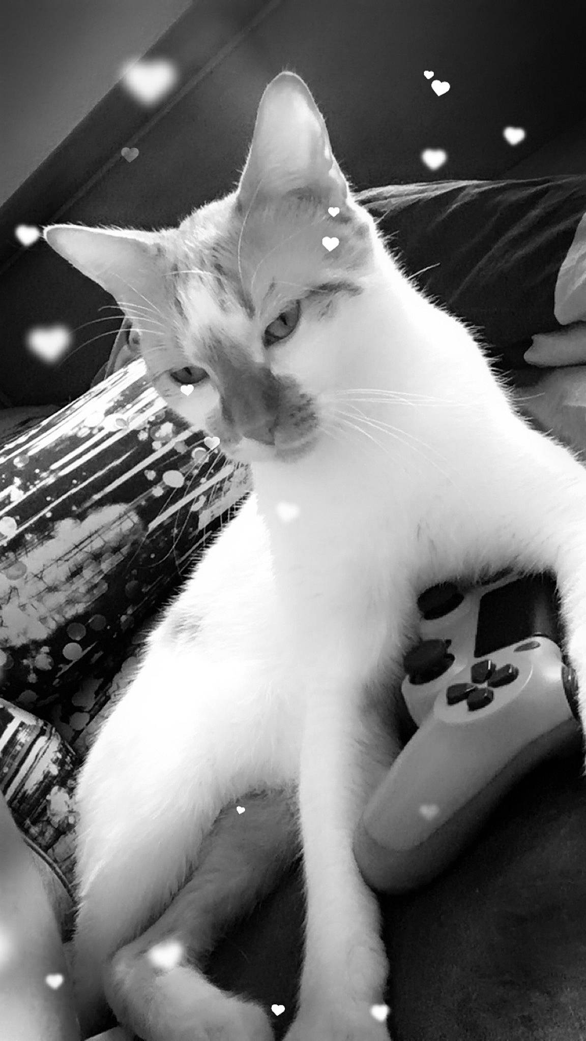 Banzai a rejoint le concours — aidez-le/la à gagner de superbes lots ! black, black_and_white, carnivore, cat, darkness, domestic_short_haired_cat, felidae, fur, game_controller, light, monochrome, monochrome_photography, paw, small_to_medium_sized_cats, snapshot, snout, style, tail, whiskers, white