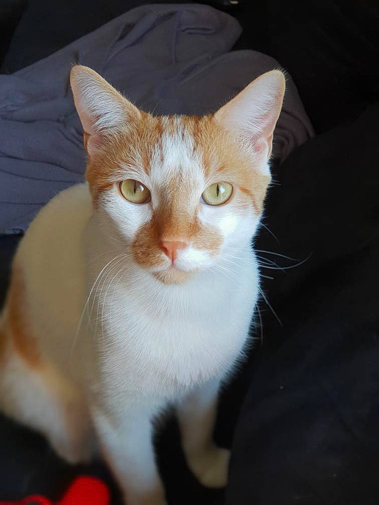 Banzai a rejoint le concours — aidez-le/la à gagner de superbes lots ! carnivore, cat, domestic_short_haired_cat, ear, fawn, felidae, fur, paw, sitting, small_to_medium_sized_cats, snout, tail, terrestrial_animal, whiskers, wood