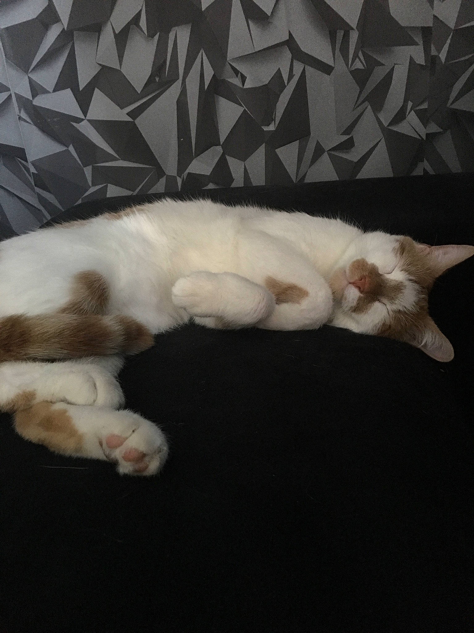 Banzai participe au concours pour gagner de l'argent avec cette photo : canidae, carnivore, cat, claw, comfort, dog_breed, domestic_short_haired_cat, eye, fawn, felidae, foot, fur, linens, paw, small_to_medium_sized_cats, snout, sporting_group, tail, vertebrate, whiskers