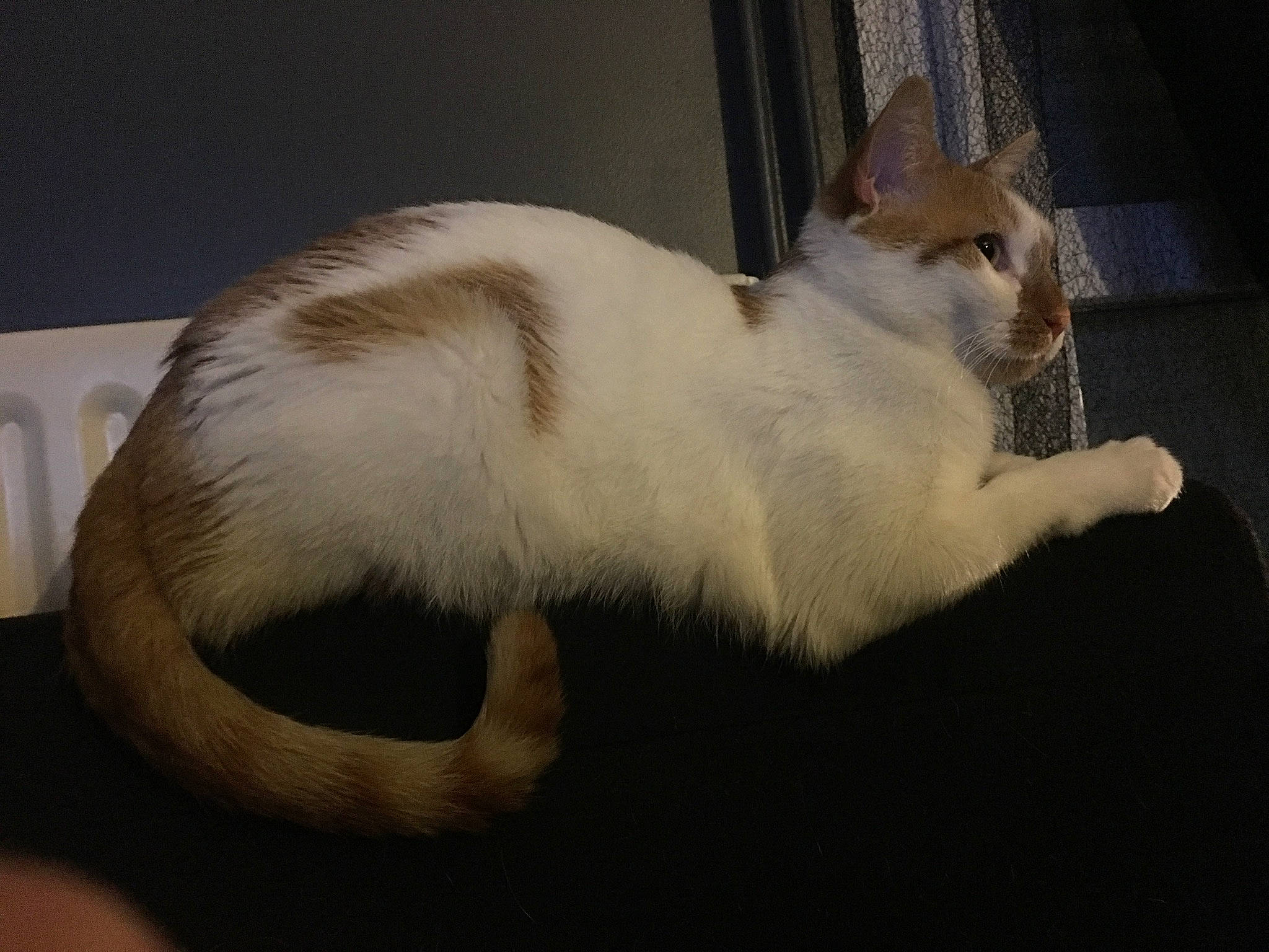 Banzai a rejoint le concours — aidez-le/la à gagner de superbes lots ! carnivore, cat, claw, comfort, domestic_short_haired_cat, eye, fawn, felidae, fur, head, leg, paw, sitting, small_to_medium_sized_cats, snout, tail, terrestrial_animal, whiskers, window, wood