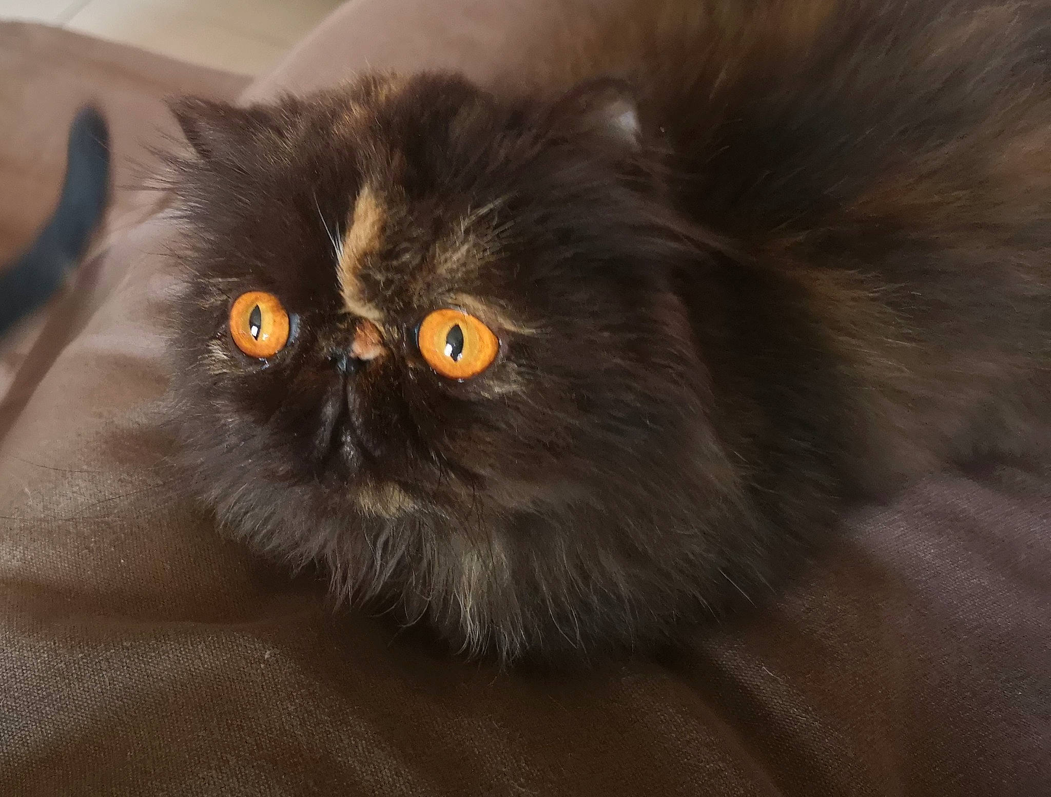 Ophelie participe au concours pour gagner de l'argent avec cette photo : carnivore, cat, fawn, felidae, fur, grey, persian, small_to_medium_sized_cats, snout, terrestrial_animal, whiskers