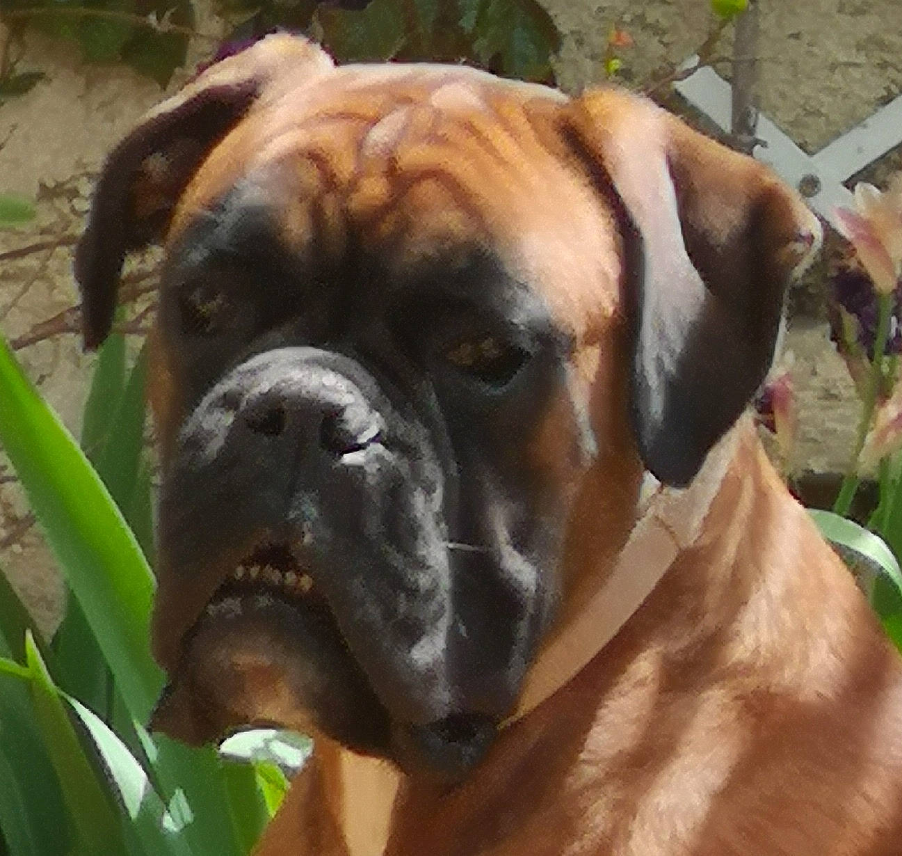 Soho a rejoint le concours — aidez-le/la à gagner de superbes lots ! ancient_dog_breeds, biting, boxer, canidae, carnivore, collar, companion_dog, dog, dog_breed, fawn, giant_dog_breed, grass, molosser, plant, snout, sporting_group, whiskers, working_animal, working_dog, wrinkle