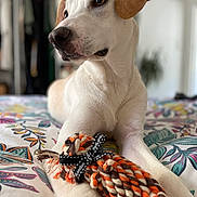 Archie joined the competition — help win amazing prizes! dog, pet, toy, rope_toy, bed, indoor, animal, white_dog, brown_ears, lying_down, curious, close_up, domestic_animal, bedspread, colorful, relaxed, fur, paw, playful, companion