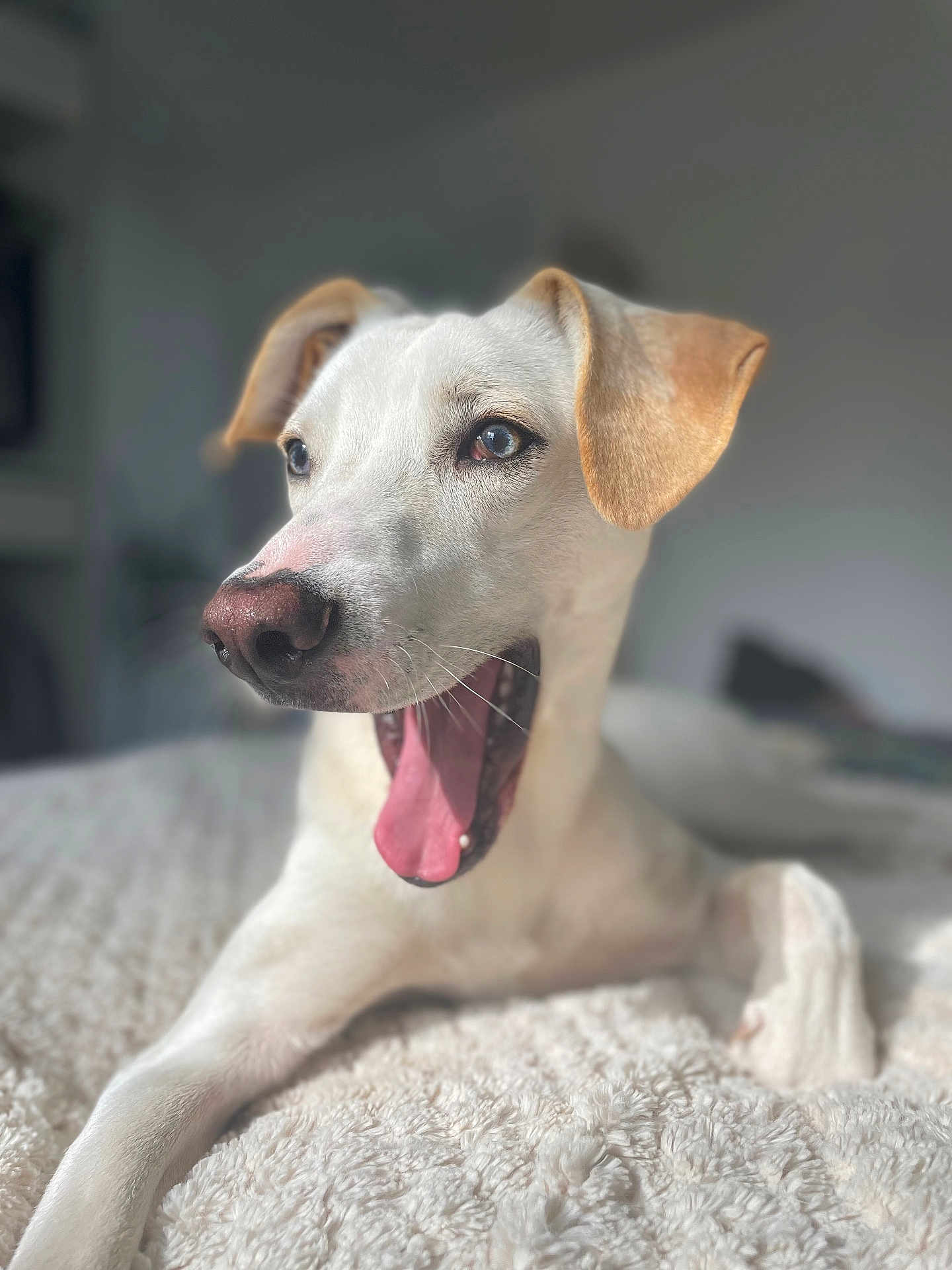 Archie is registered to the contest to win money with this photo: dog, canine, pet, yawning, white_fur, brown_ears, bed, blanket, indoor, animal, closeup, portrait, relaxed, cute, tongue, mouth_open, fur, whiskers, soft_light, blurred_background