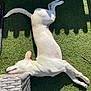 Archie is registered to the contest to win money with this photo: dog, white_dog, artificial_grass, outdoor, sunlight, shadow, fence_shadow, relaxing, resting, wicker_furniture, pet, canine, summer, daylight, sleeping, animal, nature, grass, backyard, leisure