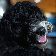 Daisy Mae is registered to the contest to win money with this photo: dog, black_fur, curly_fur, nose, mouth, teeth, indoor, furniture, blurry_background, pet, animal, happy, closeup, canine, domestic_animal, snout, fur, tongue, companion, household