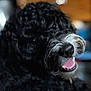 dog, black_fur, curly_fur, nose, mouth, teeth, indoor, furniture, blurry_background, pet, animal, happy, closeup, canine, domestic_animal, snout, fur, tongue, companion, household