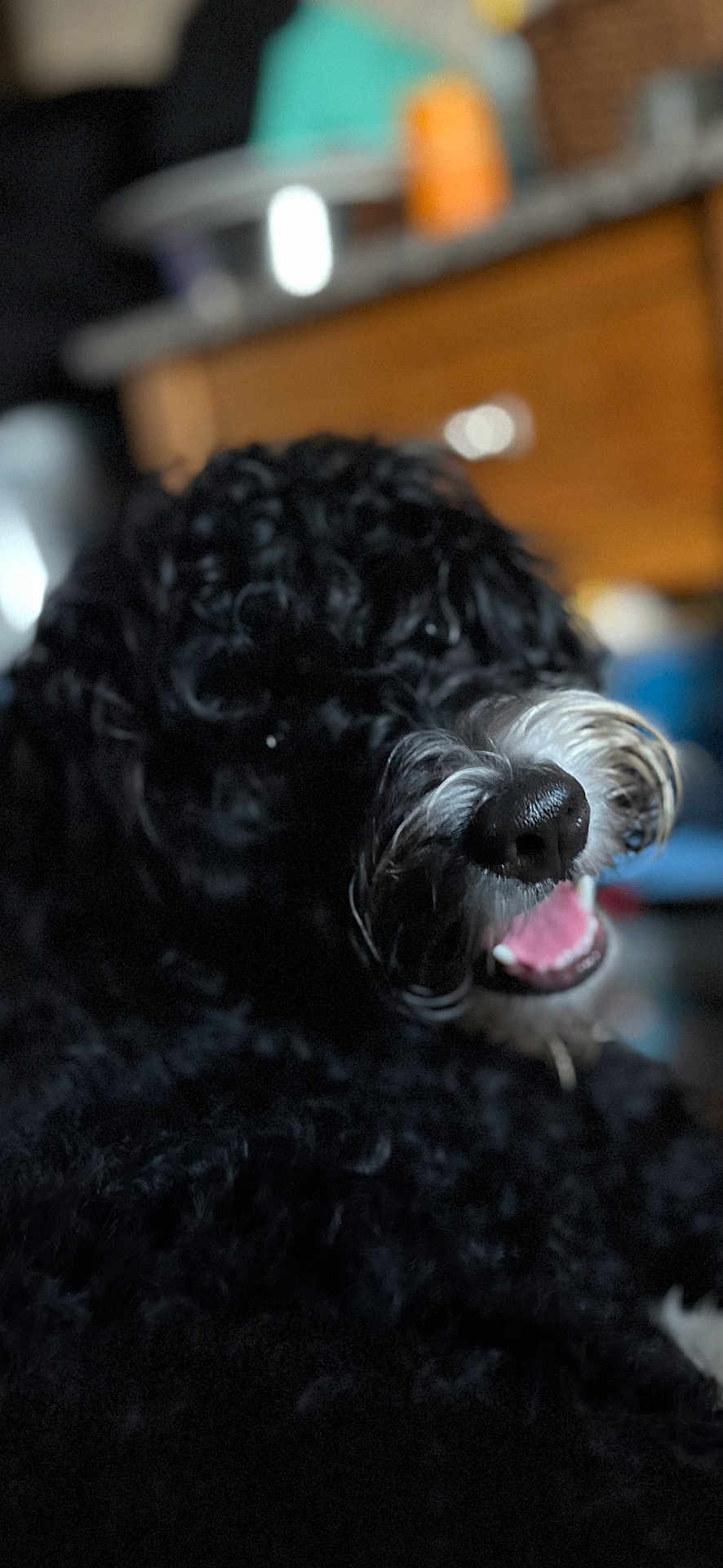 Daisy Mae is registered to the contest to win money with this photo: dog, black_fur, curly_fur, nose, mouth, teeth, indoor, furniture, blurry_background, pet, animal, happy, closeup, canine, domestic_animal, snout, fur, tongue, companion, household