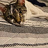 Skittles is registered to the contest to win money with this photo: cat, tabby_cat, bed, bedspread, indoor, pet, animal, feline, resting, yellow_eyes, curious, close_up, striped, soft_lighting, cozy, relaxed, lying_down, domestic_cat, whiskers, ears