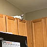 Skittles is registered to the contest to win money with this photo: cat, kitchen, cabinet, wood, refrigerator, calendar, indoor, pet, animal, sleepy, curious, corner, feline, household, appliance, domestic, relaxed, orange, brown, white