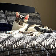 Skittles joined the competition — help win amazing prizes! cat, bed, blanket, pillow, sunlight, indoor, resting, pet, feline, striped, white, brown, cozy, relaxed, quilted, sleeping, domestic, fur, animal, comfort