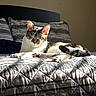 cat, bed, blanket, pillow, sunlight, indoor, resting, pet, feline, striped, white, brown, cozy, relaxed, quilted, sleeping, domestic, fur, animal, comfort