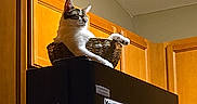 Skittles joined the competition — help win amazing prizes! cat, basket, refrigerator, calendar, kitchen, wooden_cabinets, indoor, domestic, pet, feline, black_appliance, relaxed, perched, home, animal, warm_lighting, cabinetry, household, calendar_notes, quiet