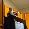 cat, basket, refrigerator, calendar, kitchen, wooden_cabinets, indoor, domestic, pet, feline, black_appliance, relaxed, perched, home, animal, warm_lighting, cabinetry, household, calendar_notes, quiet