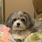 Sassy joined the competition — help win amazing prizes! dog, pet, indoor, blanket, furniture, gray, white, fluffy, cute, animal, relaxed, lying_down, closeup, companion, cozy, soft, home, resting, looking_at_camera, curly_fur