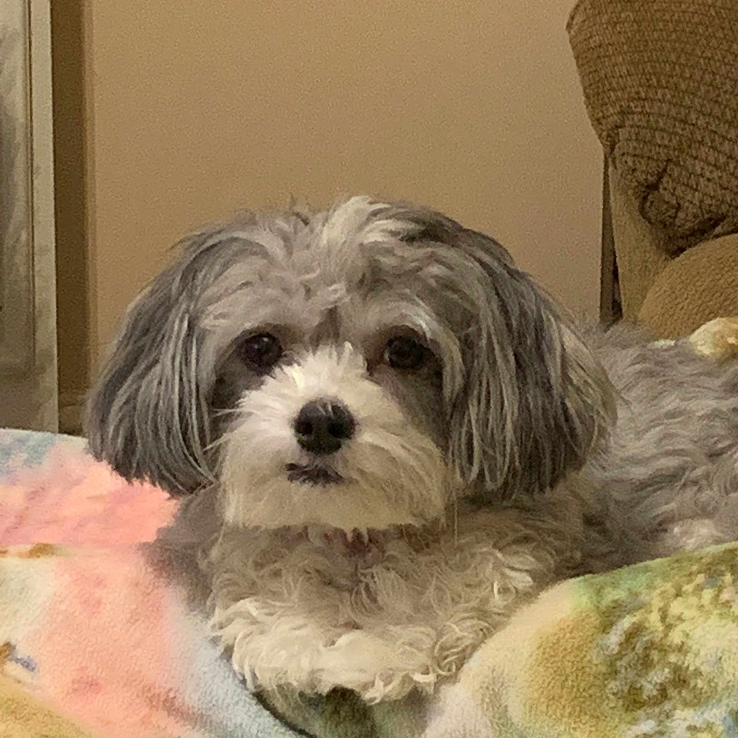 Sassy joined the competition — help win amazing prizes! animal, blanket, closeup, companion, cozy, curly_fur, cute, dog, fluffy, furniture, gray, home, indoor, looking_at_camera, lying_down, pet, relaxed, resting, soft, white
