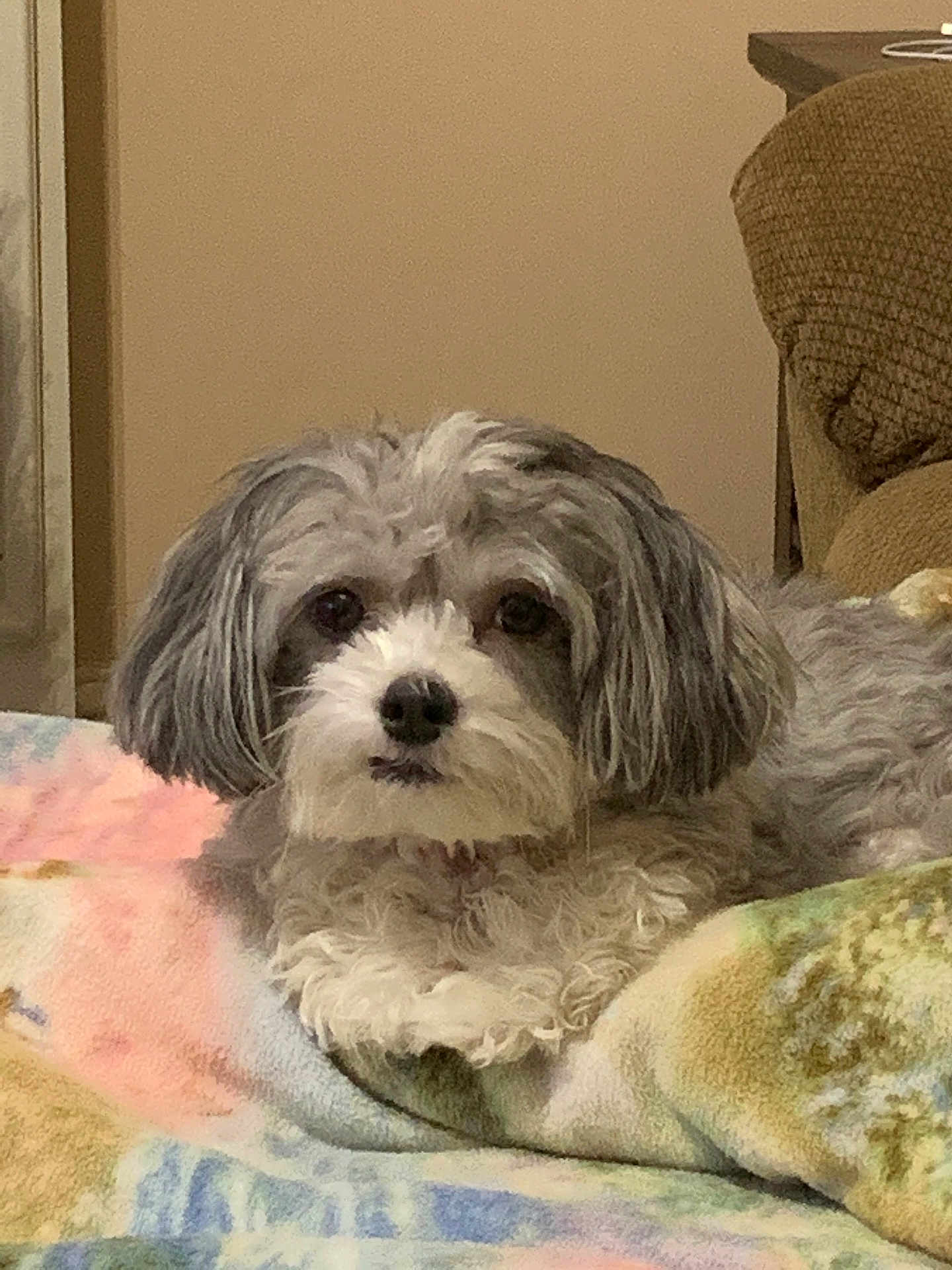 Sassy joined the competition — help win amazing prizes! dog, pet, indoor, blanket, furniture, gray, white, fluffy, cute, animal, relaxed, lying_down, closeup, companion, cozy, soft, home, resting, looking_at_camera, curly_fur