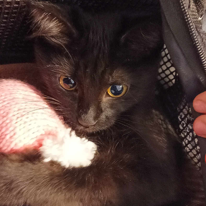 Tosca a rejoint le concours — aidez-le/la à gagner de superbes lots ! animal, black_kitten, cat, close_up, cozy, curious, cute, domestic_cat, ears, eyes, fur, indoor, kitten, knitted_toy, mesh_bag, paw, pet, toy, whiskers, young