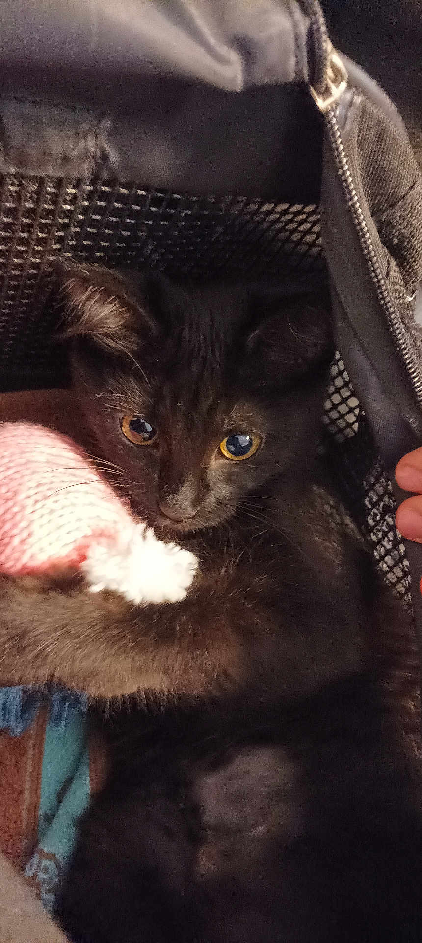 Tosca a rejoint le concours — aidez-le/la à gagner de superbes lots ! black_kitten, cat, kitten, pet, animal, indoor, cozy, mesh_bag, toy, knitted_toy, cute, fur, whiskers, ears, paw, close_up, curious, eyes, young, domestic_cat