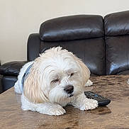 Charlie joined the competition — help win amazing prizes! animal, calm, companion, couch, cozy, dog, fluffy, furniture, indoor, leather_couch, living_room, marble_table, pet, relaxation, remote_control, resting, sleeping, small_dog, table, white_dog