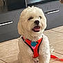 Charlie joined the competition — help win amazing prizes! animal, companion, cute, dog, electronics, fluffy, furniture, happy, harness, home, indoor, leash, living_room, orange_harness, pet, sitting, small_dog, smiling, tiled_floor, white_dog