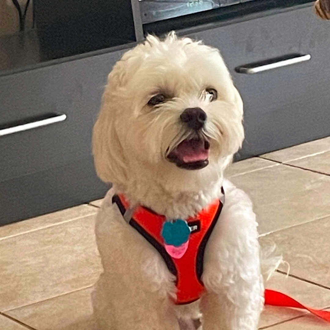 Charlie joined the competition — help win amazing prizes! animal, companion, cute, dog, electronics, fluffy, furniture, happy, harness, home, indoor, leash, living_room, orange_harness, pet, sitting, small_dog, smiling, tiled_floor, white_dog