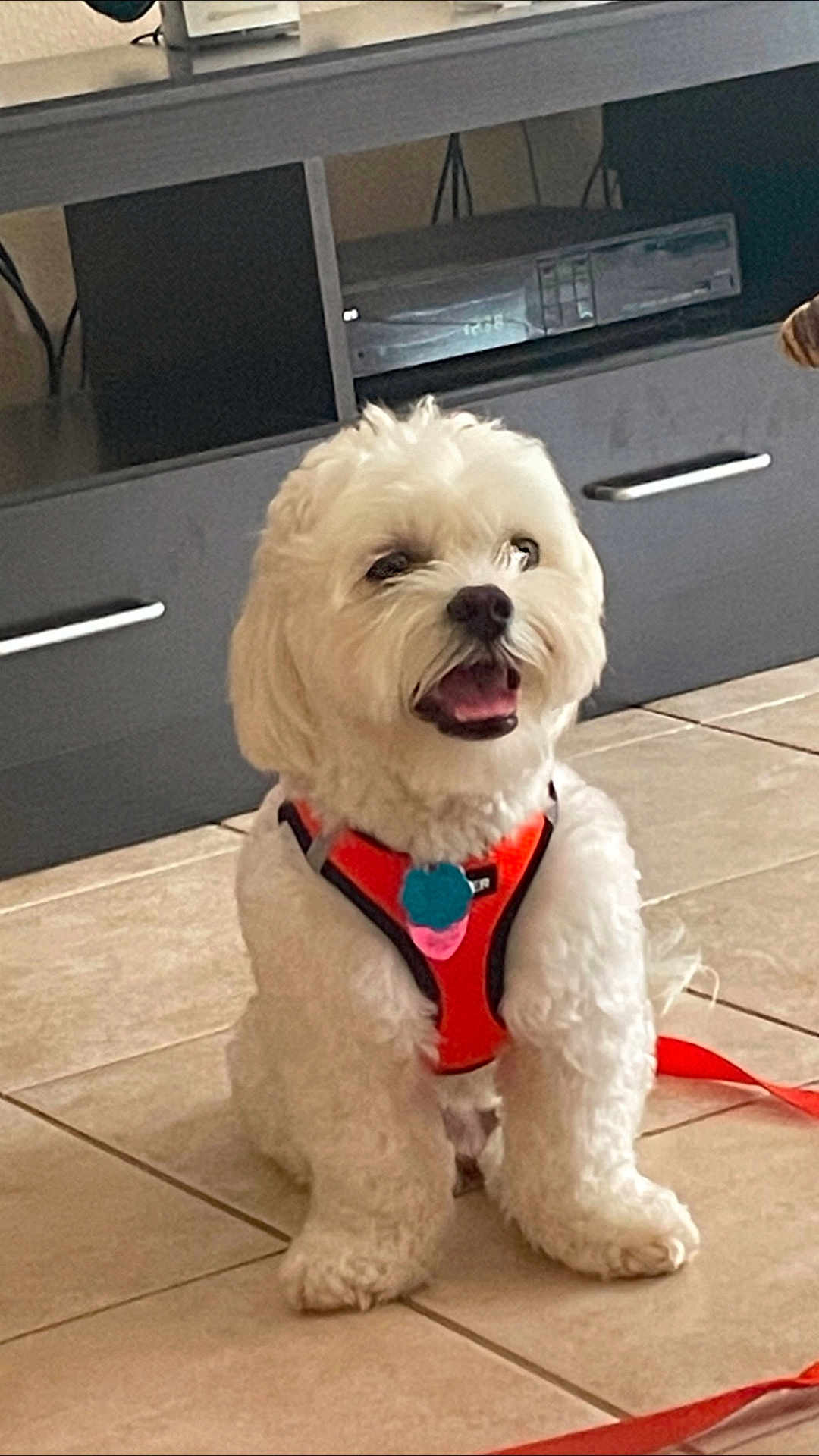 Charlie joined the competition — help win amazing prizes! animal, companion, cute, dog, electronics, fluffy, furniture, happy, harness, home, indoor, leash, living_room, orange_harness, pet, sitting, small_dog, smiling, tiled_floor, white_dog