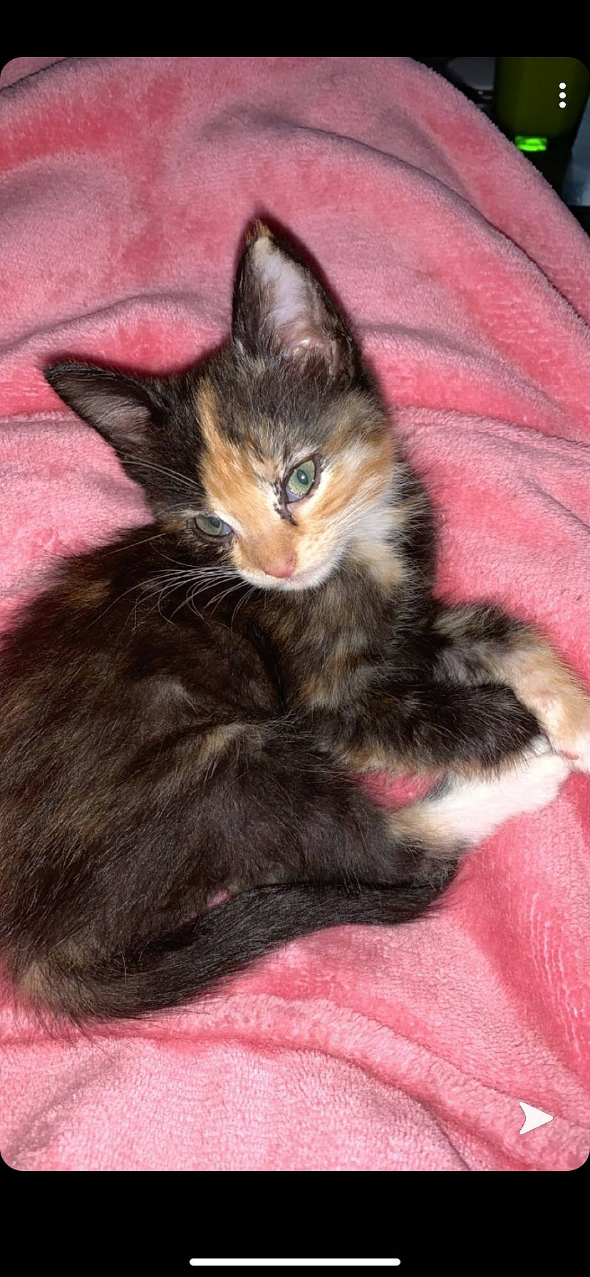 Early participe au concours pour gagner de l'argent avec cette photo : carnivore, cat, comfort, domestic_short_haired_cat, felidae, fur, kitten, linens, magenta, pink, small_to_medium_sized_cats, toe, vertebrate, whiskers