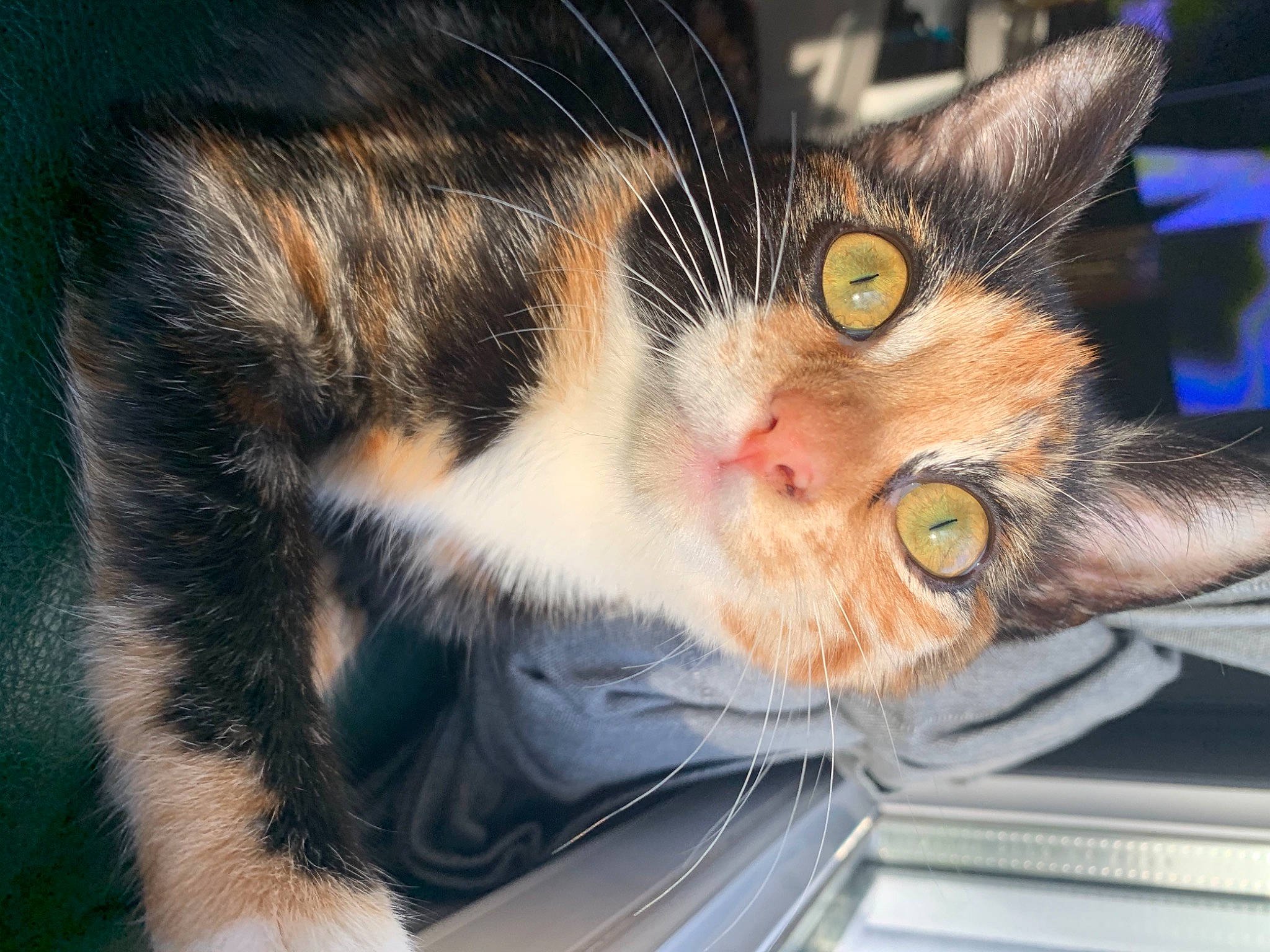 Early participe au concours pour gagner de l'argent avec cette photo : carnivore, cat, curious, domestic_short_haired_cat, felidae, fur, iris, orange, pet_supply, small_to_medium_sized_cats, snout, tabby_cat, vertebrate, whiskers