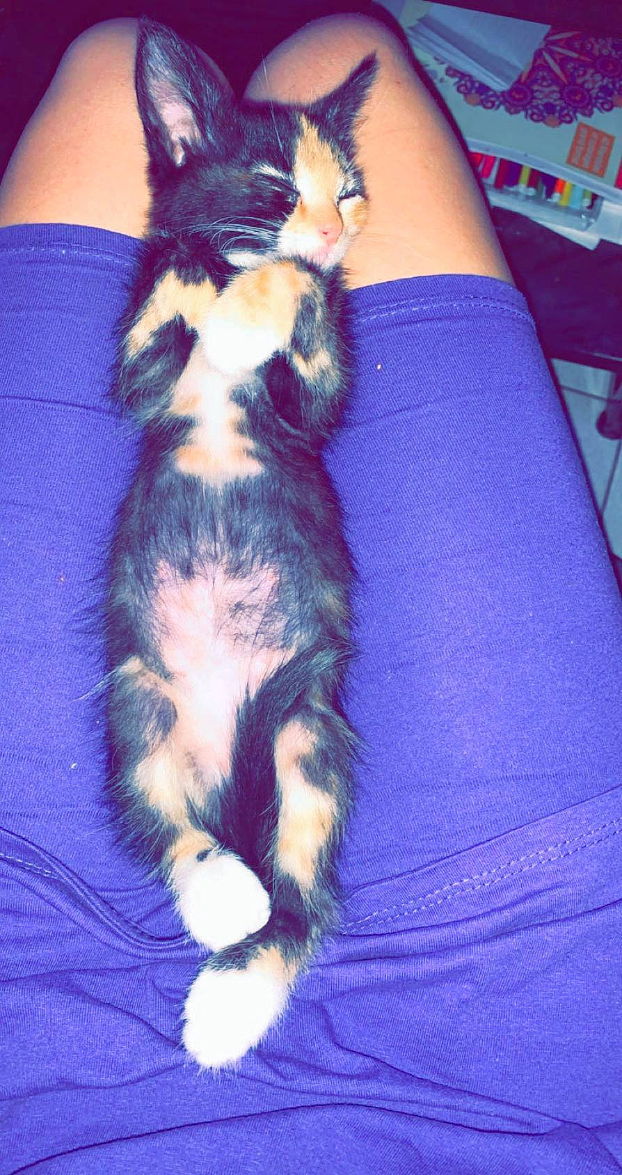 Early participe au concours pour gagner de l'argent avec cette photo : blue, carnivore, cat, comfort, couch, electric_blue, felidae, fur, kitten, paw, purple, skin, small_to_medium_sized_cats, tail, toe, vertebrate, whiskers