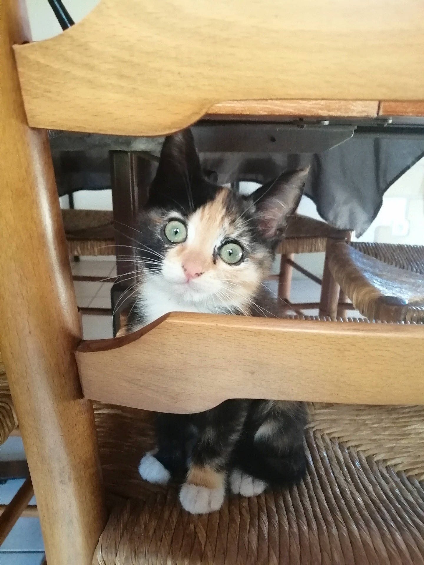 Early participe au concours pour gagner de l'argent avec cette photo : carnivore, cat, cat_furniture, cat_supply, domestic_short_haired_cat, fawn, felidae, fur, hardwood, kitten, mammal, pet_supply, plywood, small_to_medium_sized_cats, snout, tail, vertebrate, whiskers, wood, wood_stain