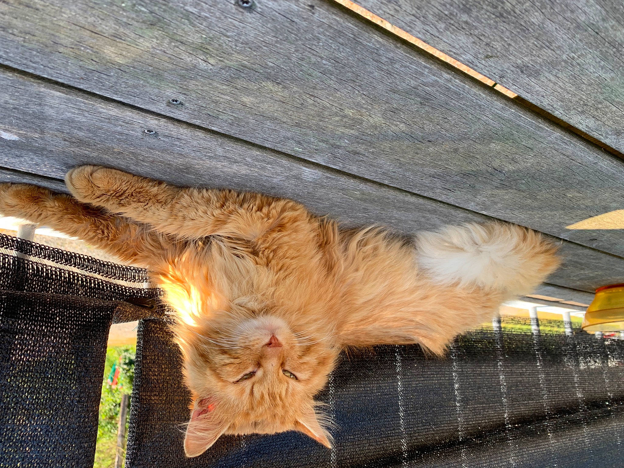 Zigui participe au concours pour gagner de l'argent avec cette photo : carnivore, cat, claw, fawn, felidae, fur, mesh, paw, plank, small_to_medium_sized_cats, snout, tail, terrestrial_animal, whiskers, wood_stain