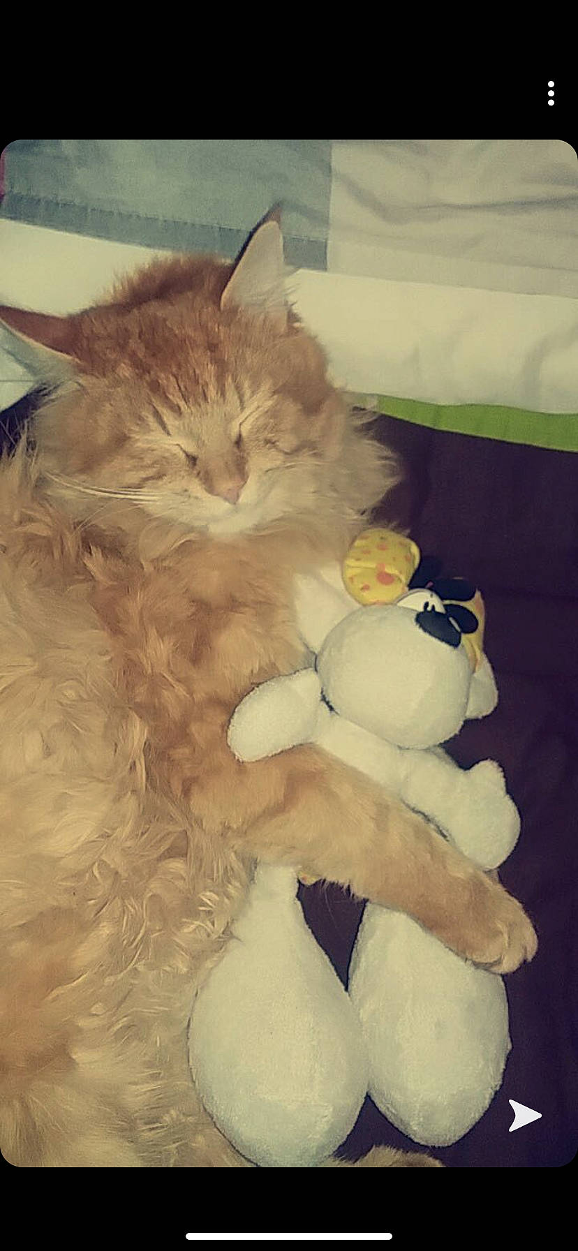 Zigui a rejoint le concours — aidez-le/la à gagner de superbes lots ! baby_toys, carnivore, cat, domestic_long_haired_cat, felidae, fur, peach, persian, plush, small_to_medium_sized_cats, stuffed_toy, textile, toy, vertebrate, whiskers