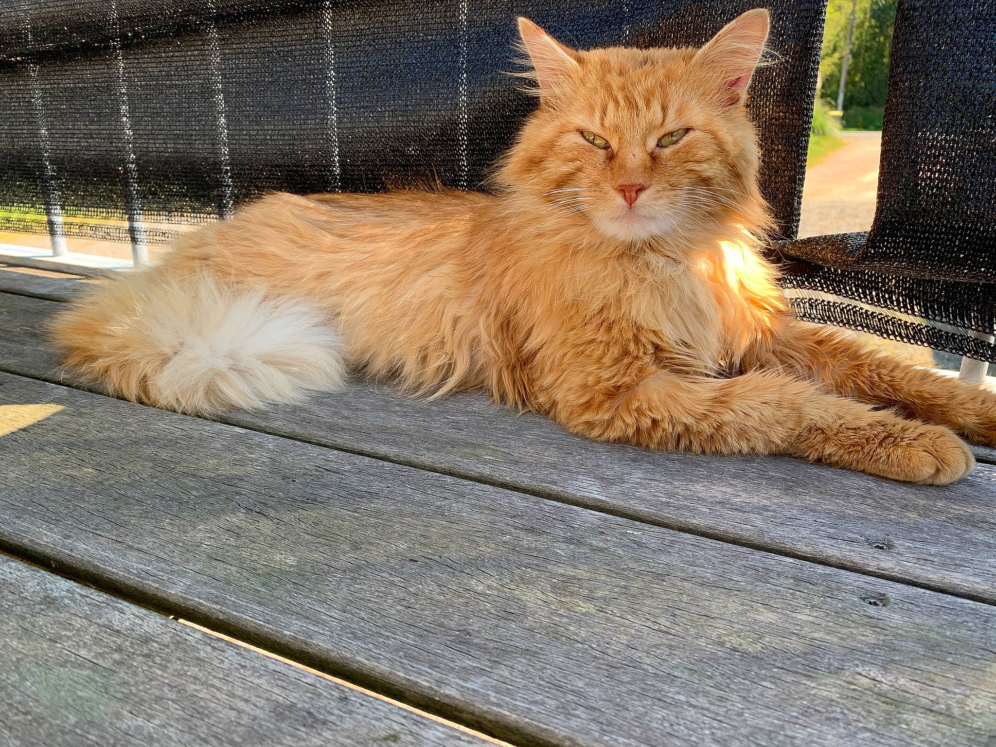 Zigui a rejoint le concours — aidez-le/la à gagner de superbes lots ! british_semi_longhair, carnivore, cat, domestic_long_haired_cat, facial_expression, fawn, felidae, fur, maine_coon, mammal, mesh, peach, persian, plank, ragamuffin, small_to_medium_sized_cats, tail, terrestrial_animal, whiskers, wood_stain