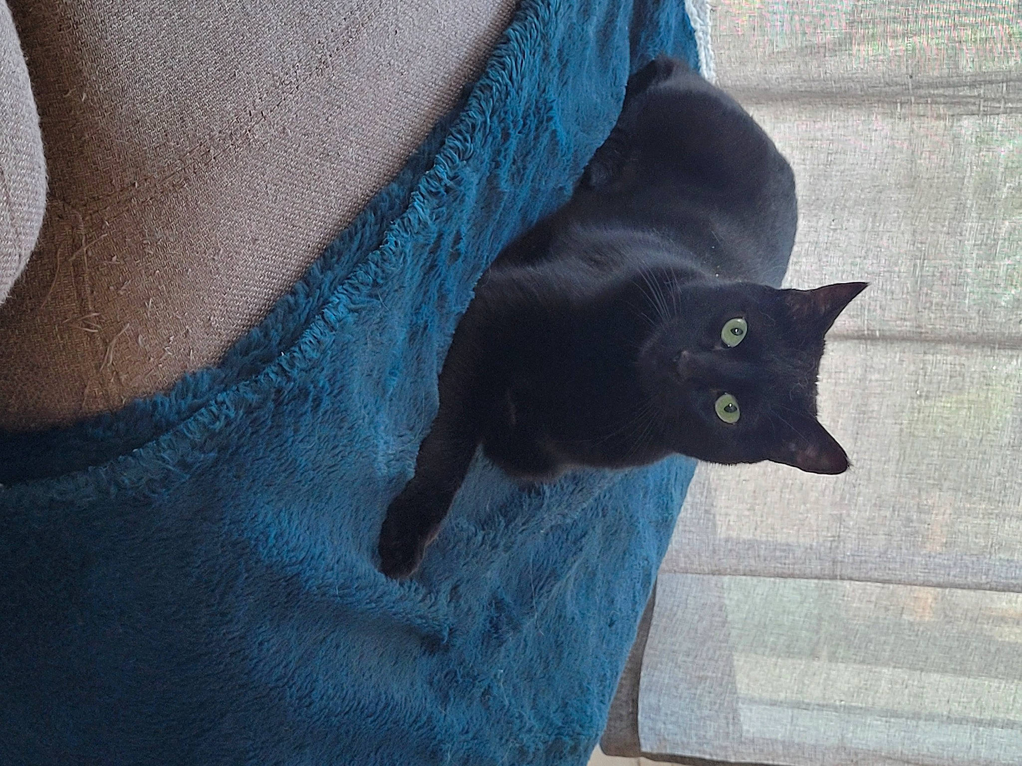 Gusgus a rejoint le concours — aidez-le/la à gagner de superbes lots ! black_cat, bombay, carnivore, cat, comfort, denim, domestic_short_haired_cat, electric_blue, felidae, fur, grey, russian_blue, sitting, sleeve, small_to_medium_sized_cats, snout, t_shirt, tail, whiskers, window