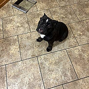 Tank joined the competition — help win amazing prizes! dog, black_dog, pet, animal, indoor, floor, tile_floor, looking_up, sitting, cute, companion, canine, domestic_animal, house, waiting, expression, white_patch, teeth, kitchen, flooring