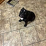 dog, black_dog, pet, animal, indoor, floor, tile_floor, looking_up, sitting, cute, companion, canine, domestic_animal, house, waiting, expression, white_patch, teeth, kitchen, flooring